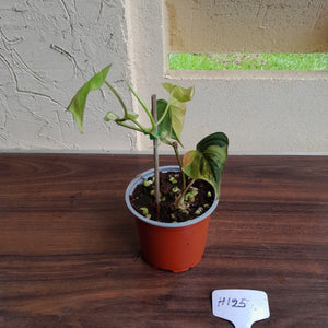 #H125 Variegated Philodendron Micans