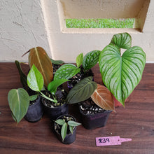 Load image into Gallery viewer, #239 Baby Aroid Pack - 7 x Plants