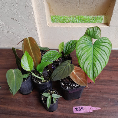 #239 Baby Aroid Pack - 7 x Plants