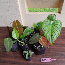 Load image into Gallery viewer, #239 Baby Aroid Pack - 7 x Plants