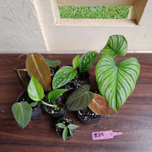 Load image into Gallery viewer, #239 Baby Aroid Pack - 7 x Plants