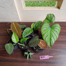 Load image into Gallery viewer, #239 Baby Aroid Pack - 7 x Plants