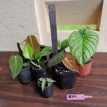 Load image into Gallery viewer, #239 Baby Aroid Pack - 7 x Plants