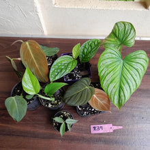 Load image into Gallery viewer, #239 Baby Aroid Pack - 7 x Plants
