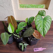 Load image into Gallery viewer, #239 Baby Aroid Pack - 7 x Plants
