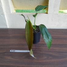 Load image into Gallery viewer, #R38 Philodendron Patriciae
