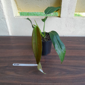 #R38 Philodendron Patriciae