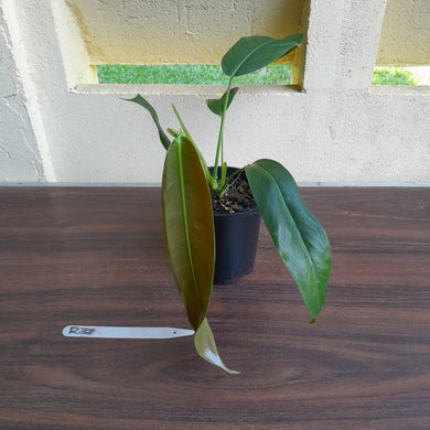 #R38 Philodendron Patriciae