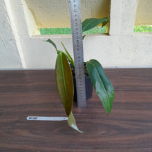 Load image into Gallery viewer, #R38 Philodendron Patriciae
