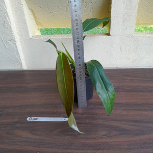 #R38 Philodendron Patriciae