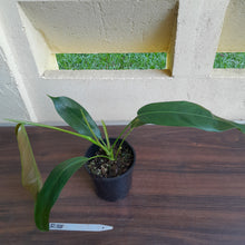 Load image into Gallery viewer, #R38 Philodendron Patriciae