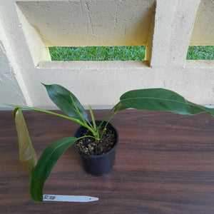 #R38 Philodendron Patriciae