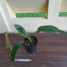 Load image into Gallery viewer, #R38 Philodendron Patriciae