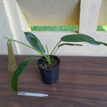 Load image into Gallery viewer, #R38 Philodendron Patriciae