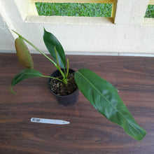 Load image into Gallery viewer, #R38 Philodendron Patriciae