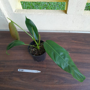 #R38 Philodendron Patriciae