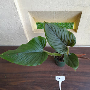 #R2 Philodendron Serpens