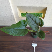 Load image into Gallery viewer, #R2 Philodendron Serpens