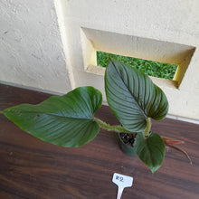 Load image into Gallery viewer, #R2 Philodendron Serpens