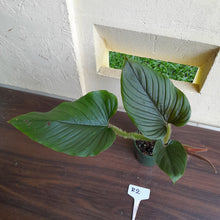 Load image into Gallery viewer, #R2 Philodendron Serpens