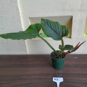 #R2 Philodendron Serpens