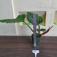 Load image into Gallery viewer, #R2 Philodendron Serpens