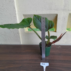 #R2 Philodendron Serpens