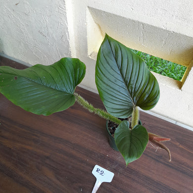 #R2 Philodendron Serpens