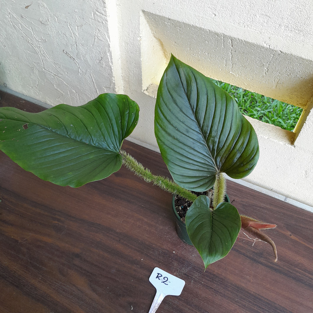 #R2 Philodendron Serpens