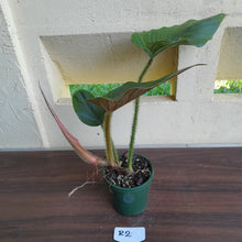 Load image into Gallery viewer, #R2 Philodendron Serpens