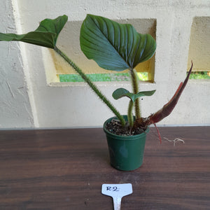 #R2 Philodendron Serpens