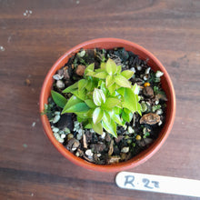 Load image into Gallery viewer, #R28 Miniature Philodendron - Great for terrariums