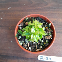 Load image into Gallery viewer, #R28 Miniature Philodendron - Great for terrariums