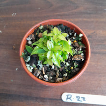 Load image into Gallery viewer, #R28 Miniature Philodendron - Great for terrariums