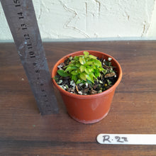 Load image into Gallery viewer, #R28 Miniature Philodendron - Great for terrariums