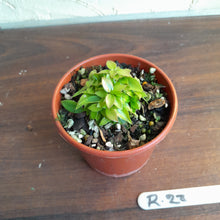 Load image into Gallery viewer, #R28 Miniature Philodendron - Great for terrariums
