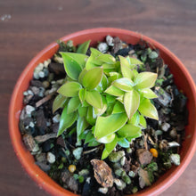 Load image into Gallery viewer, #R28 Miniature Philodendron - Great for terrariums