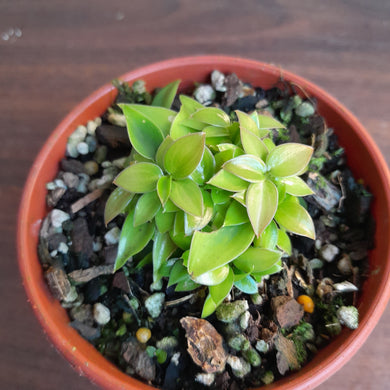 #R28 Miniature Philodendron - Great for terrariums