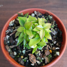 Load image into Gallery viewer, #R28 Miniature Philodendron - Great for terrariums