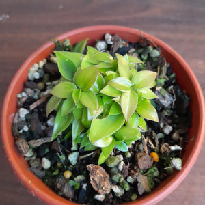 #R28 Miniature Philodendron - Great for terrariums