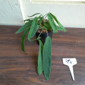 #RG Four x Headed Anthurium Pallidiflorum
