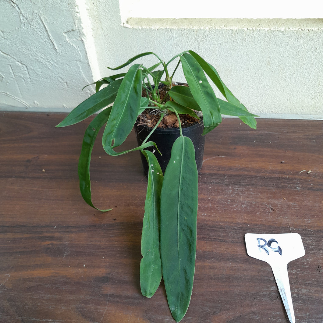 #RG Four x Headed Anthurium Pallidiflorum
