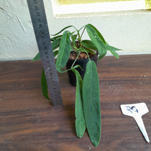 Load image into Gallery viewer, #RG Four x Headed Anthurium Pallidiflorum