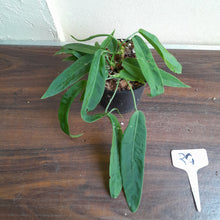 Load image into Gallery viewer, #RG Four x Headed Anthurium Pallidiflorum