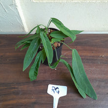 Load image into Gallery viewer, #RG Four x Headed Anthurium Pallidiflorum