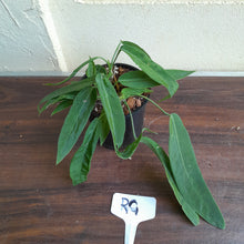 Load image into Gallery viewer, #RG Four x Headed Anthurium Pallidiflorum