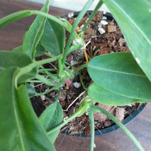 Load image into Gallery viewer, #RG Four x Headed Anthurium Pallidiflorum