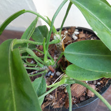Load image into Gallery viewer, #RG Four x Headed Anthurium Pallidiflorum