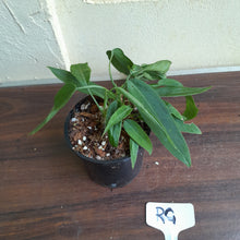 Load image into Gallery viewer, #RG Four x Headed Anthurium Pallidiflorum