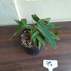 #RG Four x Headed Anthurium Pallidiflorum